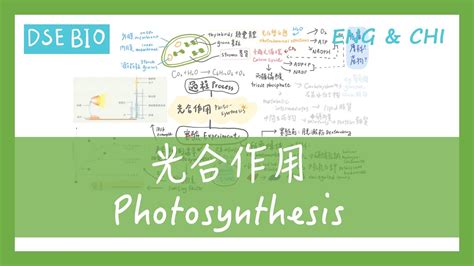 光合作用|Photosynthesis